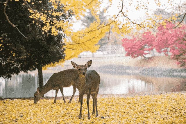 奈良公園の鹿